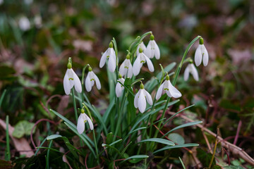 Beautiful first flowers snowdrops in spring forest. Tender spring flowers snowdrops harbingers of warming symbolize the arrival of spring
