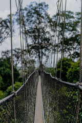Obraz premium Kakum National Park - the only canopy walkway on the African continent