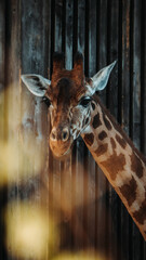 Portrait of giraffe 