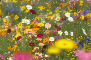 Fototapeta na wymiar Vibrant Spring Flowers Illustration. Ai generated.