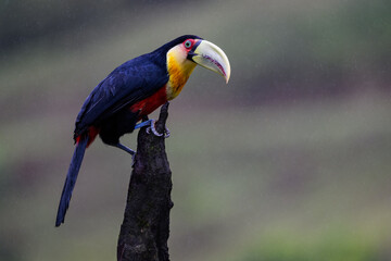 Red-breasted Toucan portrait on snag on rainy day