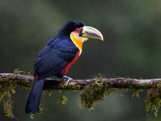 Red-breasted Toucan portrait on mossy stick on rainy day against dark green background