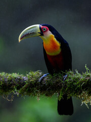 Red-breasted Toucan portrait on mossy stick on rainy day against dark green background