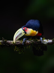 Obraz premium Red-breasted Toucan portrait on mossy stick on rainy day against dark green background