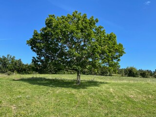 tree in the field