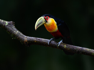 Red-breasted Toucan portrait on tree branch on rainy day against dark green background