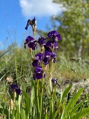 flowers in the woods