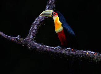Red-breasted Toucan portrait on tree branch on rainy day against dark green background