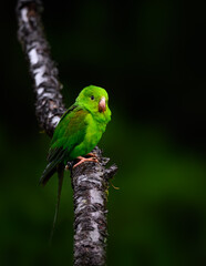 Plain Parakeet portrait on stick on rainy day against dark green background