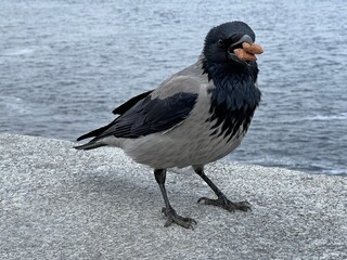 Crow bird with cookies in its beak.