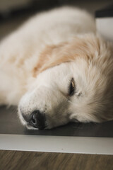 close up of golden retriever puppy sleeping on the floor