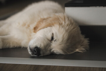 golden retriever puppy sleeping on the floor