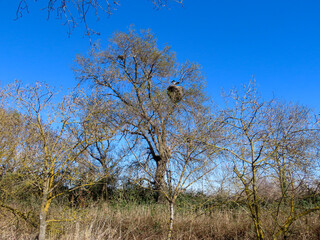 Nid de cigogne de la réserve naturelle de l’étang du Méjean, Occitanie