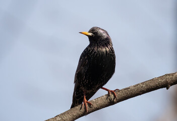 Common starling songbird sits on a branch close-up in early spring