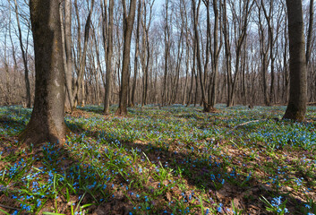 The blue-blooming Scilla covered the whole earth in the forest on a sunny morning in early spring