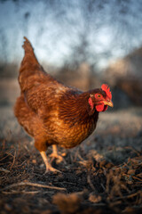 Chicken on Farm