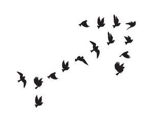 Fototapeta na wymiar Birds flock flying in harmony making the sign of arrow, vector. Flying birds silhouettes illustration isolated on white background. Black and white art design 