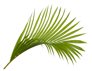 Tropical green leaf of palm tree on transparent background png file