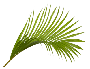 Poster Tropical green leaf of palm tree on transparent background png file © Direk Takmatcha
