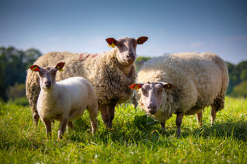 Troupeau de mouton de race Rouge de l'Ouest en Anjou, France.