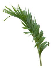 Tropical green leaf of palm tree on transparent background png file