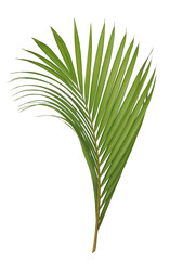 Tropical green leaf of palm tree on transparent background png file