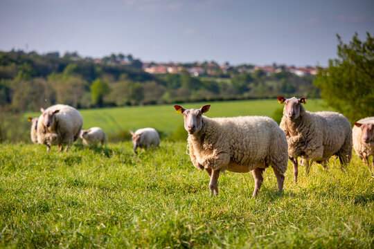 Troupeau de mouton de race Rouge d'Anjou au milieu de la nature en France.