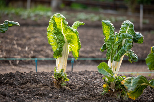 L&eacute;gume dans un jardin potager au printemps.