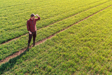 Aerial view of farmer standing in wheat crop seedling field, looking over plantation © Bits and Splits