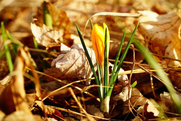 Yellow bright crocus on fallen leaves background