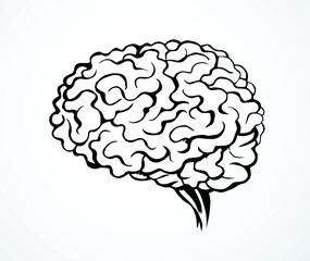 Brain. Vector drawing