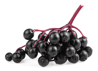 Fresh elderberry berries on branch, isolated on a white background. Sambucus fruit.
