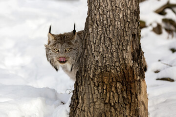 Canada lynx stand peeps around a death tree in snow. Canadian lynx lick his nose with his pink tongue. Lynx canadensis stands behind tree trunk in snowy nature in the winter sun and cleaning yourself