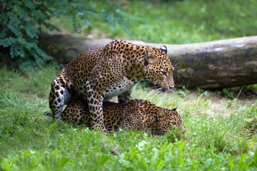 Pair of Sri Lankan leopards mating on grass in Wilpattu National Park. Male and female ceylon leopard in breeding season in the wild nature of Sri Lanka on the background of vegetation and tree trunk