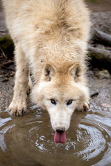 Polar wolf stands on the shore of the lake and drinking water. Arctic wolf looking at the camera. Wildlife scene by the river with water circles. White wolf native to the Canadian Arctic Archipelago