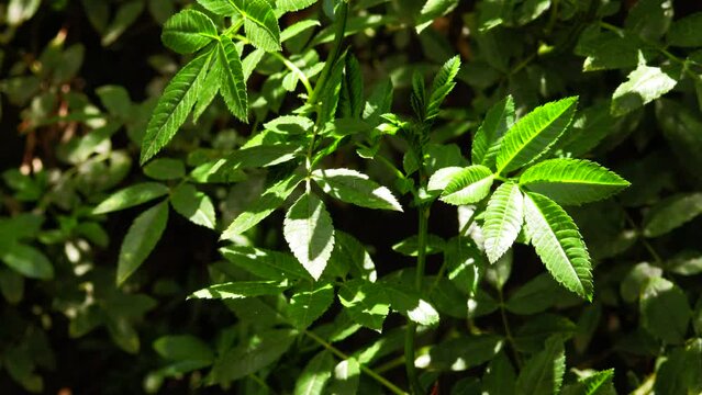 Video of plant called Tagetes minuta or also known as Huacatay or Chinchilla. Concept of plants, ingredients and nature.