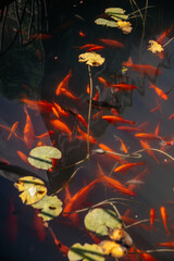 koi fish in pond