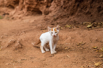 A white and ginger kitten