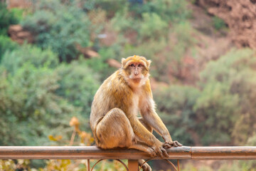 A monkey at the Ouzoud Waterfalls