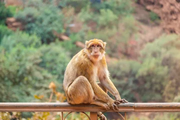Fotobehang Aap A monkey at the Ouzoud Waterfalls  © mikecleggphoto
