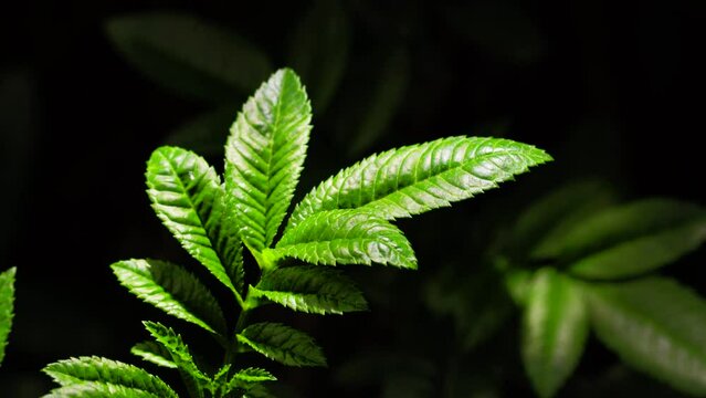 Video of plant called Tagetes minuta or also known as Huacatay or Chinchilla. Concept of plants, ingredients and nature.
