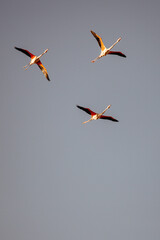 birds in flight