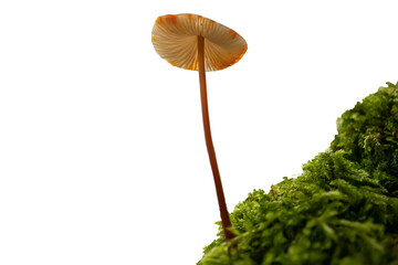 A mushroom rests on a lush bed of green moss. Its round, creamy cap  with orange spots contrasts...