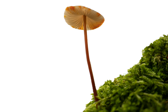 A mushroom rests on a lush bed of green moss. Its round, creamy cap  with orange spots contrasts beautifully against the moss, creating a serene, natural scene.