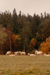 Fototapeta premium herd of sheep in autumn