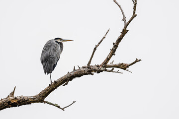 great blue heron standing on a tree branch against a white sky