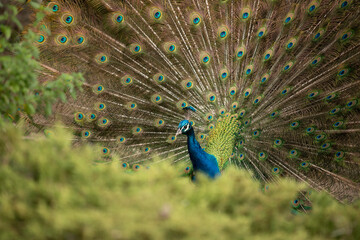 Obraz premium peacock with feathers