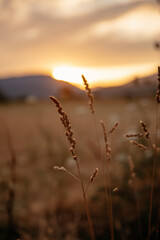sunset in the field