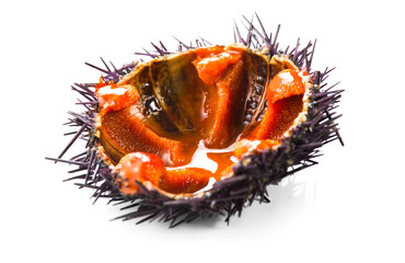 Sea Urchin with caviar close-up, isolated on white background. One fresh sea urchin delicatessen...