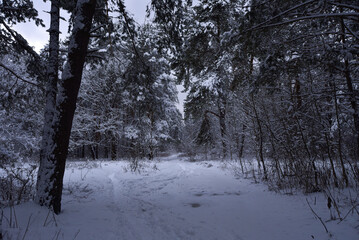 a road in a snow-covered forest, a winter day